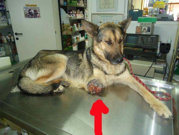 Πτολεμαΐδα: Εγκατέλειψε την ακρωτηριασμένη και σε κατάσταση σήψης σκυλίτσα της